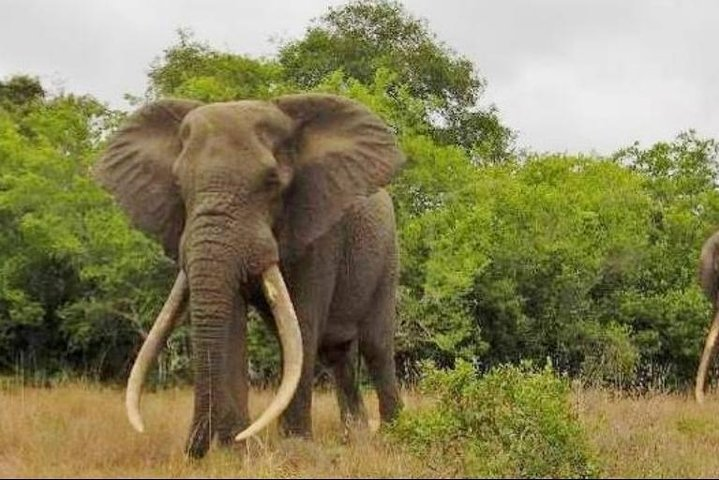 Full day Private Addo elephant safari min 4 pax max 12 pax  - Photo 1 of 8